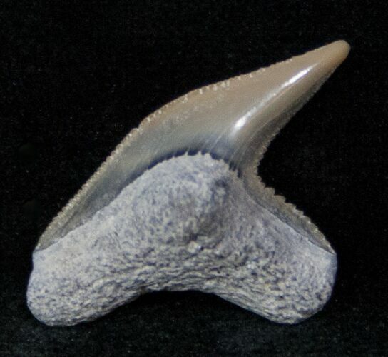 Fossil Tiger Shark Tooth - Lee Creek Mine #12872